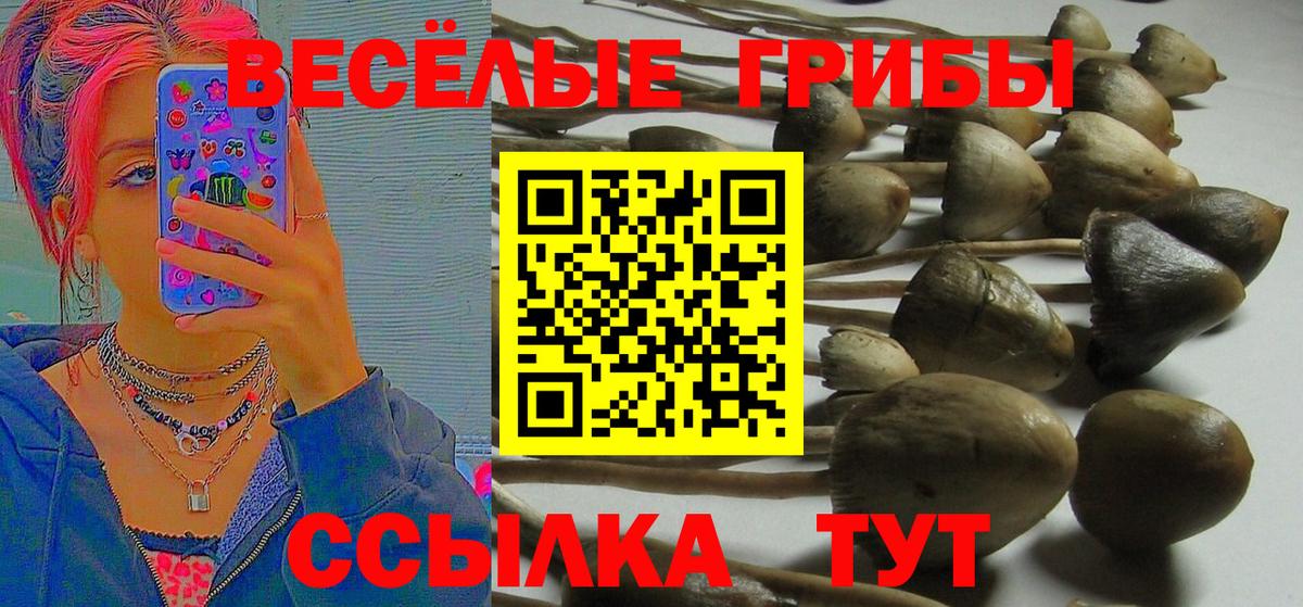 Казань  Псилоцибиновые грибы мицелий  даркнет сайт  Вход с VPN  Псилоцибиновые грибы MAGIC MUSHROOMS 